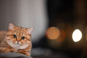 Cat Anxiety: Symptoms, Triggers, and Calm Support