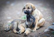 Can You Give Dogs Human CBD Gummies? Read This First