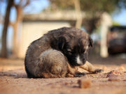 Essential Oils for Dogs With Itchy Skin: Safe Picks