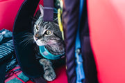 Calm Cats for Travel: Prep, Carrier Setup, CBD Timing (and What Actually Helps)
