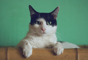 Best CBD for Cats: What “Vet Recommended” Really Means