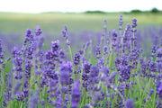 Is Lavender Safe for Dogs? Shampoo & Oil Safety Guide