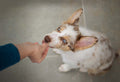 Calming Treats for Dogs: Compare Ingredients & Quality