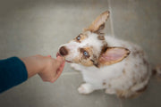 Calming Treats for Dogs: Compare Ingredients & Quality