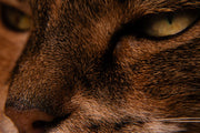 Cat Skin Moisturizer: Safe Ingredients That Matter