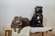 CBD Isolate vs. Full Spectrum for Pets: Key Differences