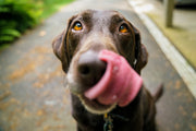 Vet Recommended Calming Treats for Dogs: Ask This