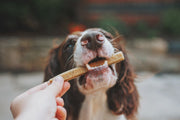 Calming Chews for Dogs: What Works and What to Avoid