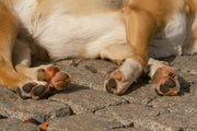 Hemp Balm for Dogs: Nose & Paw Care + Vet Red Flags