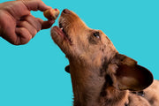 CBD Dog Treats: Xylitol, Chocolate & Unsafe Additives