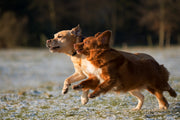 CBD Dog Treats for Joint Pain Reviews: Read Them Right