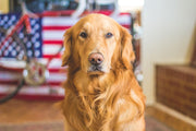 CBD for Itchy Dog Skin: Safe, Smart Relief Options