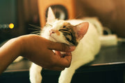 Natural Anxiety Relief for Cats: Build a Calm Routine