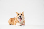 CBD Calming Chews for Dogs vs Hemp Chews: Differences