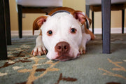 What Can I Give My Dog for Anxiety? Decision Tree