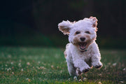 CBD for Dogs With Joint Pain: Research & Real Use