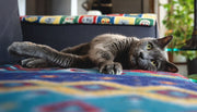 Can Cats Get High? THC Risks and 0.0% Pet CBD