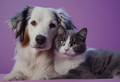 CBD for Dogs and Cats: Enhancing Your Pet’s Daily Lives