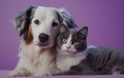 CBD for Dogs and Cats: Enhancing Your Pet’s Daily Lives