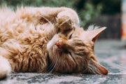 CBD for Cats Calm: Best Formats for Picky Pets