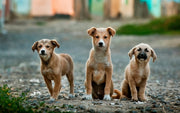Is MCT Oil Good for Dogs? Why It’s in CBD Oil