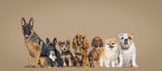 Seven adorable dogs on neutral background