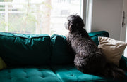 Dog looking out window from green couch