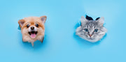 Cute dog and cat peeking through blue background