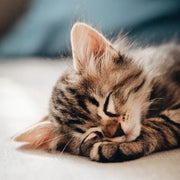 Top 5 Questions Pet Owners Have About CBD for Pets