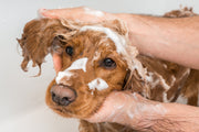 CBD Dog Shampoo: Benefits, Ingredients, and Buying Tips