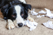 CBD Dog Treats for Anxiety: How to Pick One They’ll Eat