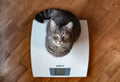 CBD Dosage for Cats: A Weight-Based Guide for Pet Parents