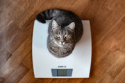 CBD Dosage for Cats: A Weight-Based Guide for Pet Parents