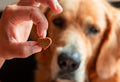 CBD Dosage for Dogs per Pound: mg/lb vs. Treat Counts Explained