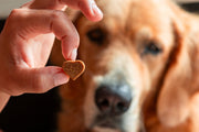 CBD Dosage for Dogs per Pound: mg/lb vs. Treat Counts Explained