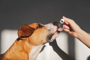 CBD for Pets: What Science Really Says About Safety and Effectiveness