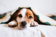 CBD Spray for Dogs: When to Use Spray vs a Chew