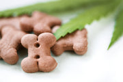 Do Vets Recommend CBD for Dogs? What to Expect