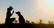 Home Remedies for Separation Anxiety in Dogs at Home