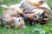 Is CBD Safe for Dogs and Cats? Latest Research & Vet Advice