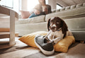 Is It Okay to Give My Dog Calming Treats Everyday?