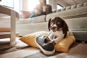 Is It Okay to Give My Dog Calming Treats Everyday?