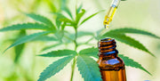 Side Effects of Hemp Oil for Dogs: What to Watch For and How to Keep It Simple