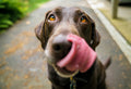 Brown dog close up licking its face