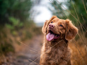 Happy brown dog with its tongue out sitting on a grassy path
