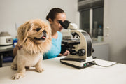 Dog beside microscope in laboratory setting