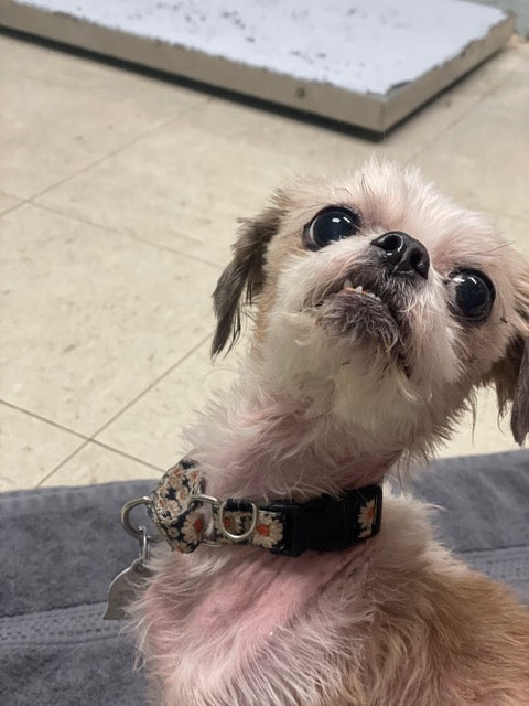 Gizmo looking up during his recovery