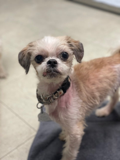 Gizmo, a rescue dog at Lowell Humane Society