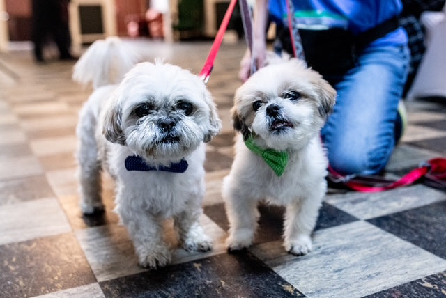 Gizmo after treatment with PETiva products