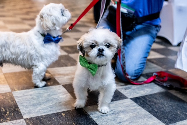 Adopted shelter dogs in bow ties
